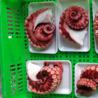 Râu Bạch tuộc cho siêu thị mini, nhà hàng, bbq, sushi