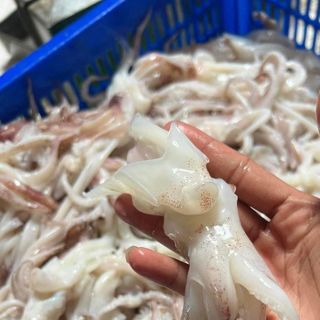 Đầu mực ống tươi dùng cho quán ăn, nhà hàng nướng lẩu.