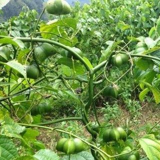 Giá sỉ Nhân đen hạt Sachi Tuk Green