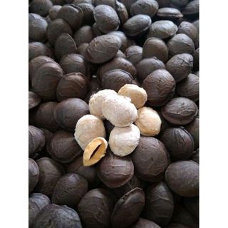 Giá sỉ Nhân đen hạt Sachi Tuk Green
