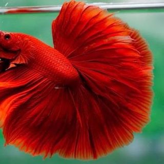 CHẬU CÁ BETTA ĐỂ BÀN