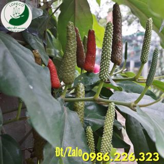 Tiêu Lốt Tươi ( Xanh ) Hữu Cơ - Tiêu Lốp ( Xanh ) Tươi Hữu Cơ Lopeco Loại 1kg.