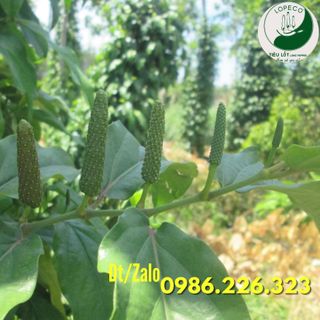 Tiêu Lốt Tươi ( Xanh ) Hữu Cơ - Tiêu Lốp ( Xanh ) Tươi Hữu Cơ Lopeco Loại 1kg.