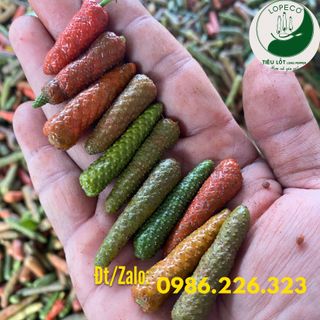 Tiêu Lốt Tươi ( Xanh ) Hữu Cơ - Tiêu Lốp ( Xanh ) Tươi Hữu Cơ Lopeco Loại 1kg.