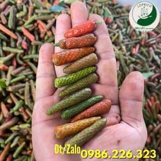Tiêu Lốt Tươi ( Xanh ) Hữu Cơ - Tiêu Lốp ( Xanh ) Tươi Hữu Cơ Lopeco Loại 1kg.