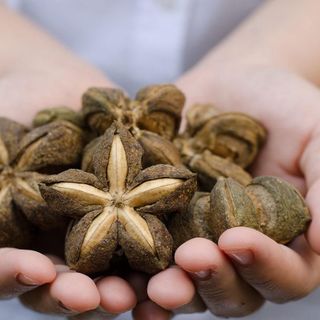 Hạt Sachi nhân đen giá sỉ tại Tuk Green Tây Nguyên