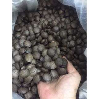 Hạt Sachi nhân đen giá sỉ tại Tuk Green Tây Nguyên