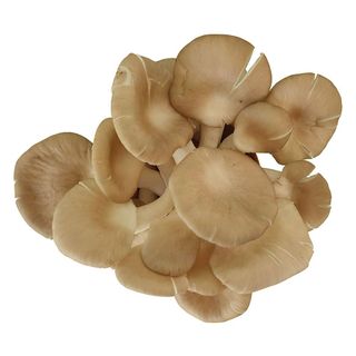 Nấm Bào Ngư xám