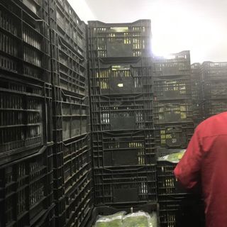 Bơ sáp đông lạnh - bán sỉ