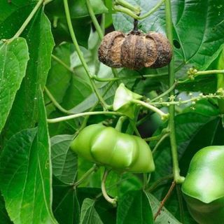 Dầu ăn dinh dưỡng Dầu Sachi Tuk Green