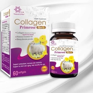 Tìm nhà pp các tỉnh, đại lý, nhà thuốc phân phối sản phẩm làm đep Collagen Primrose Plus+, hoạt huyết dưỡng não.