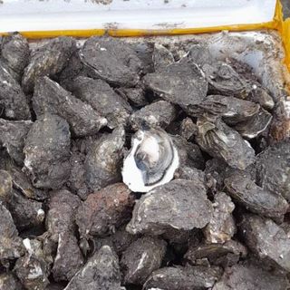 Hàu sữa tươi
