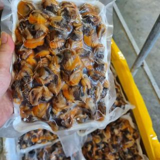 Ruột sò Nghệ An to con, tươi béo, giá tại thuyền