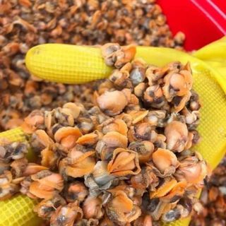 Ruột sò Nghệ An to con, tươi béo, giá tại thuyền