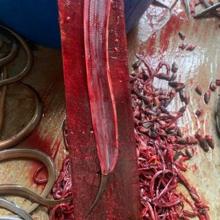 Lươn tươi Nghệ An chuẩn tươi ngon, đủ cân, giá đẹp cho sỉ