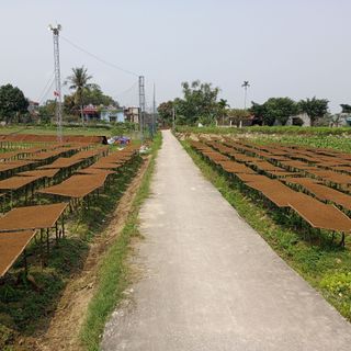 Thuốc lào ngon loại đặc biệt êm say