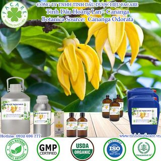 Tinh dầu Hoàng Lan Cananga essential oil giúp tinh thần hứng khởi - 10ml