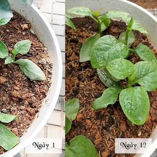 Phân thỏ hoai mục 3DG Bao 5kg