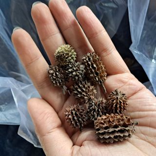 Quả thông khô mini, quả phi lao trang trí