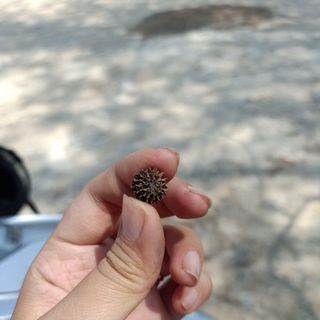 Quả thông khô mini, quả phi lao trang trí