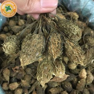 Khổ qua rừng nguyên trái sấy khô - Sỉ toàn quốc