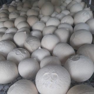 DỪA XIÊM BẾN TRE