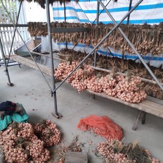 Hành Kinh Môm Hải Dương