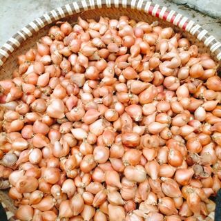 Hành Kinh Môm Hải Dương