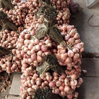 Hành Kinh Môm Hải Dương