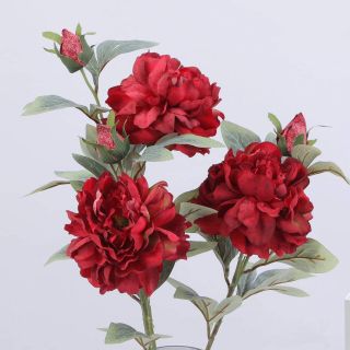 Hoa Mẫu Đơn