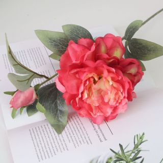 Hoa Mẫu Đơn