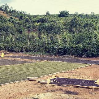 Tiêu nguyên hạt giá sỉ