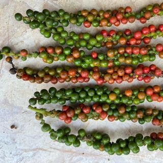 Tiêu nguyên hạt giá sỉ
