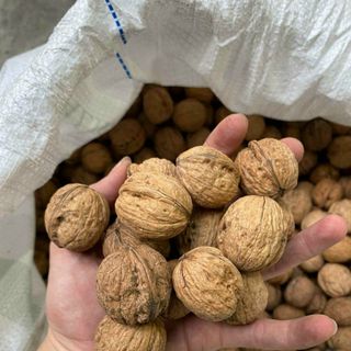 Óc chó đỏ nguyên vỏ Mỹ
