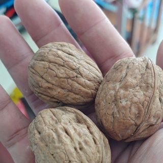 Óc chó đỏ nguyên vỏ Mỹ