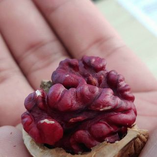 Óc chó đỏ nguyên vỏ Mỹ