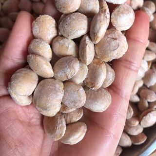 Hạt Sachi rang sấy giá tốt nhất