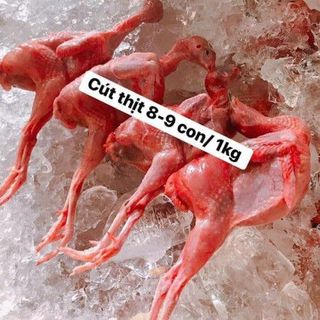 CHIM CÚT THỊT TƯƠI