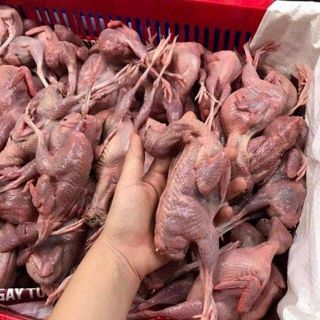 CHIM CÚT THỊT TƯƠI