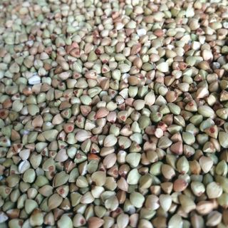 Nhân kiều mạch dùng làm bánh, sữa hạt, nấu ăn dinh dưỡng giá sỉ