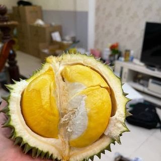 Sầu riêng fumani