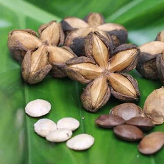 Giá sỉ tốt hạt Sachi nhân đen tại Tuk Green