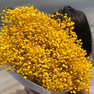 hoa babi khô