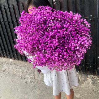 hoa babi khô
