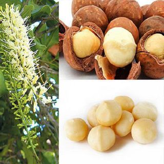 Dầu Macca chai 1 lít giá sỉ tại Tuk Green