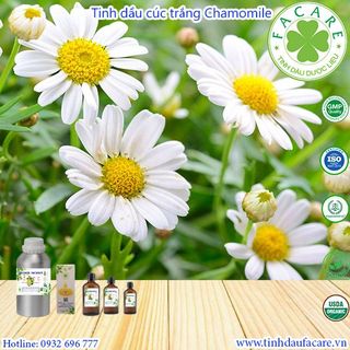 Tinh dầu Cúc trắng La Mã Chamomile essential oil - 50ml