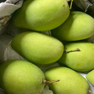 XOÀI HÒA LỘC