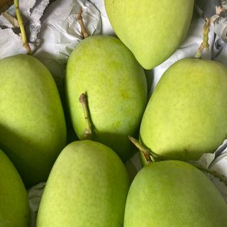 XOÀI HÒA LỘC