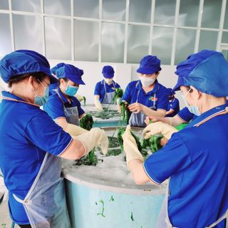 Rong Lục Ulva Tách Nước Xá FNTU