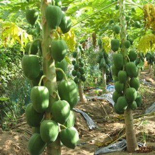 Cung cấp enzym papain hoạt lực cao